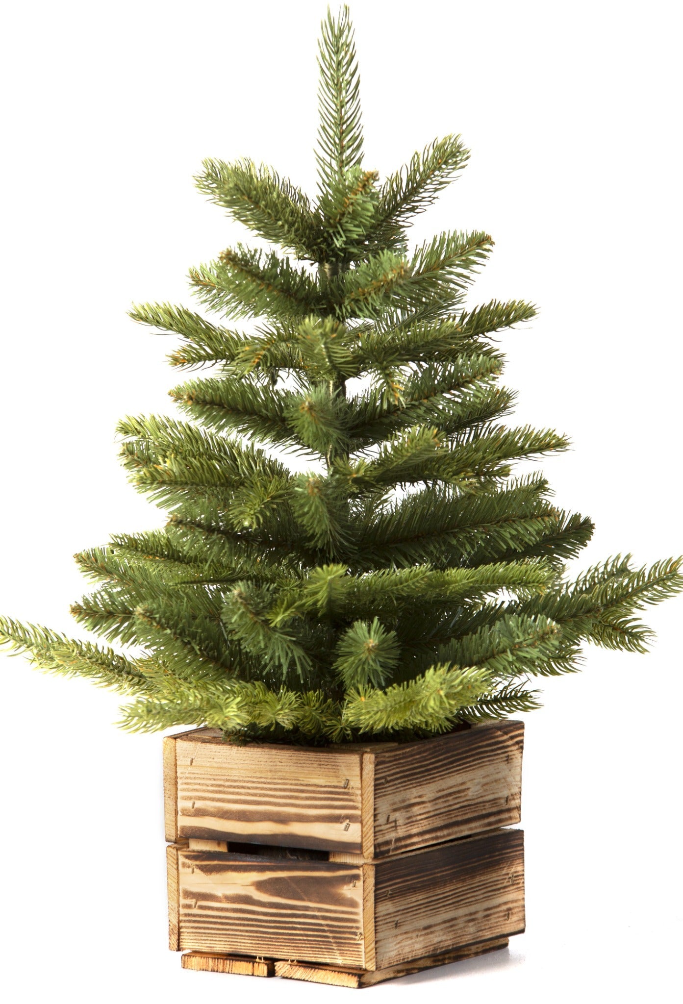 Weihnachtsbäume in Box