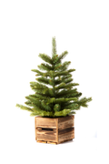 Evertree Prime Green